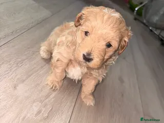 Mixed Breed dogs Maltijack/toy poodle - Advert 5