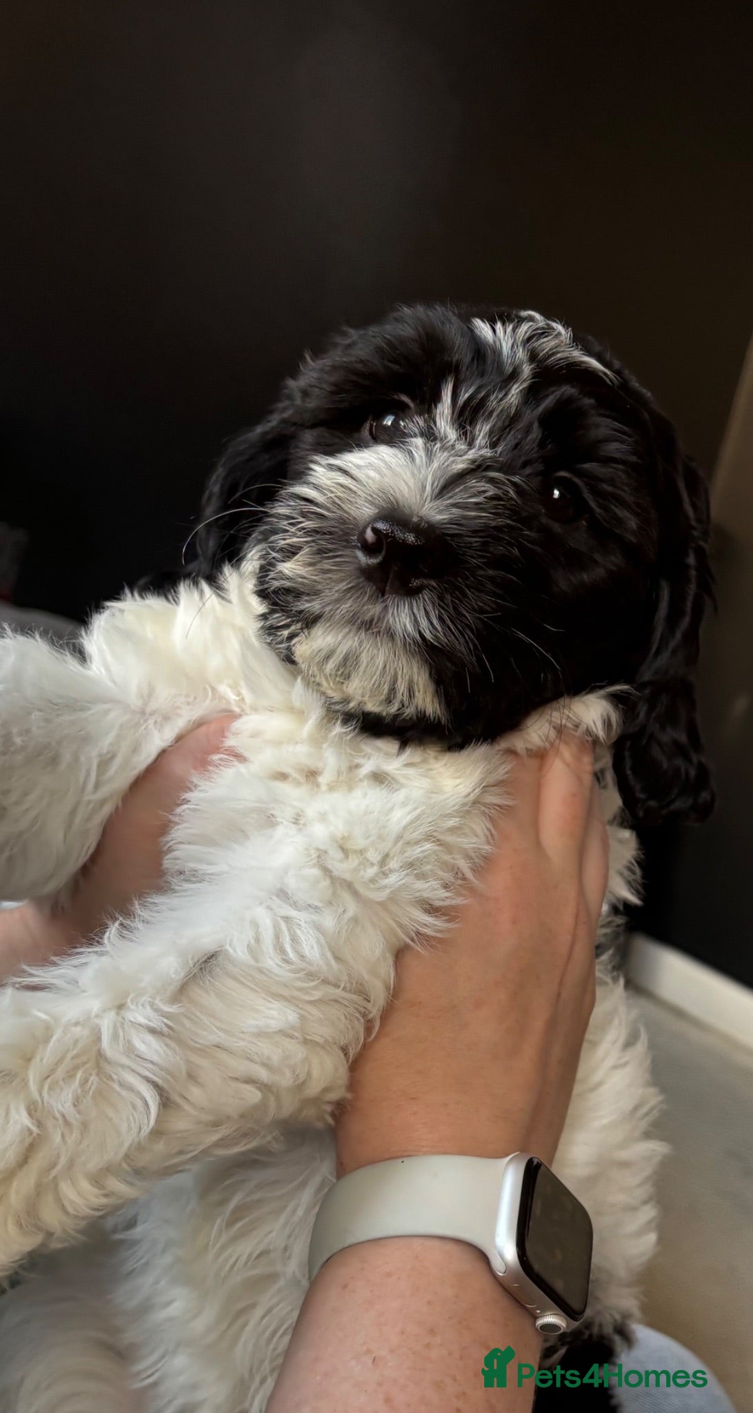 Mixed Breed dogs Last remaining Cockerpoo, ready for new home!  - Advert 1