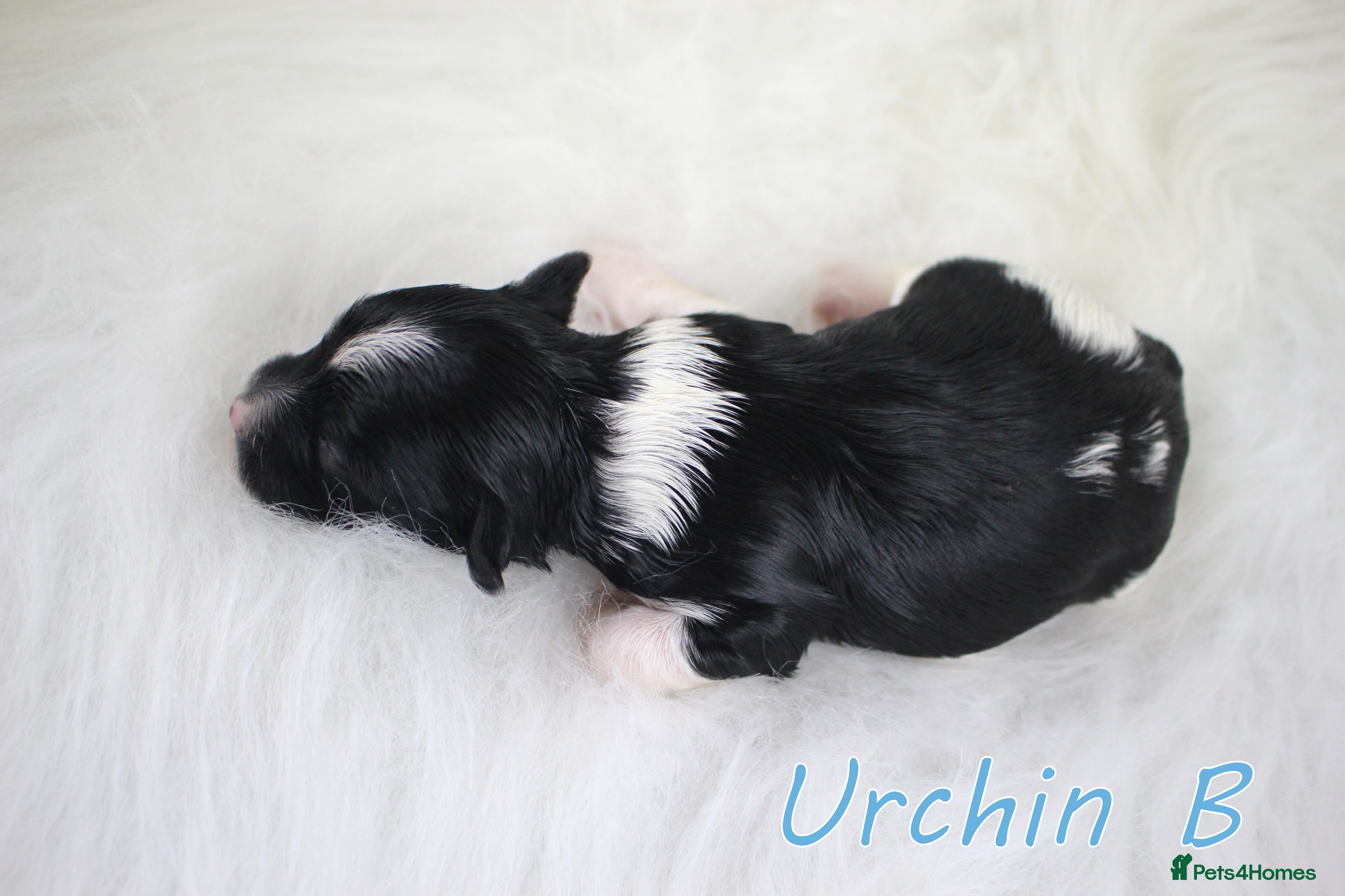 Biewer Terrier dogs ✨ Stunning Biewer & Merle Yorkies – Ready Apr 25 ✨ - Advert 8