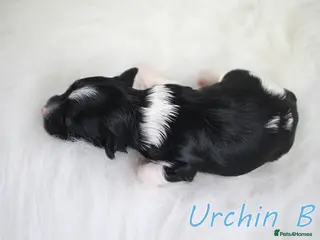 Biewer Terrier dogs ✨ Stunning Biewer & Merle Yorkies – Ready Apr 25 ✨ - Advert 15