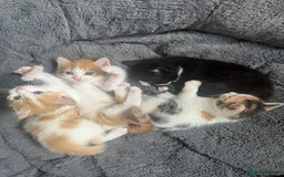 Mixed Breed cats for sale: 4 beautiful kittens - Image 1