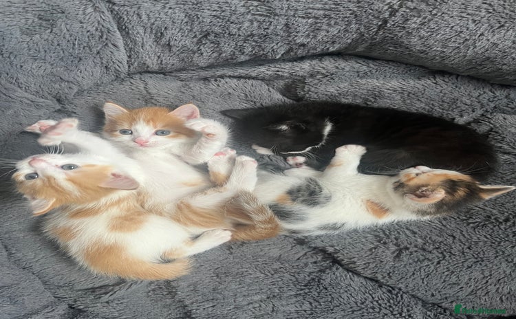 Mixed Breed cats - Advert 1