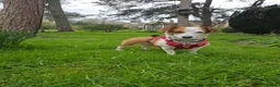 Mixed Breed dogs for adoption: CRETA - FOR ADOPTION - ACTIVE HOME ESSENTIAL  - Advert 5
