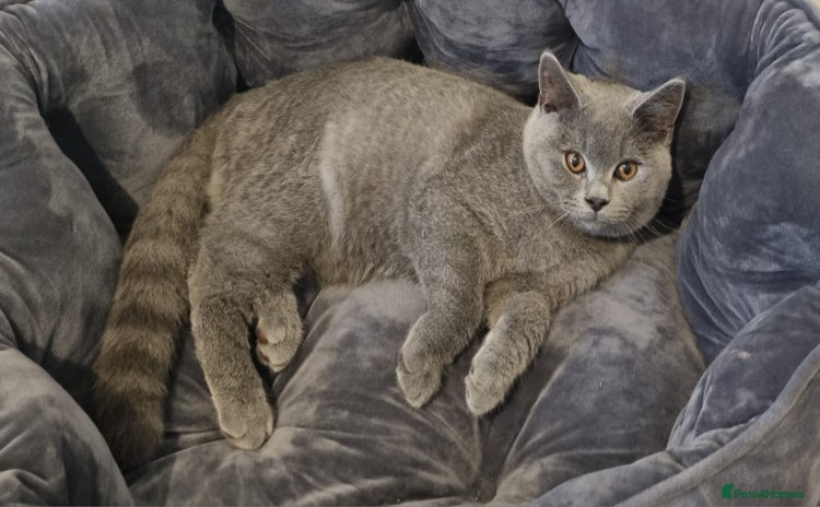 British Shorthair cats - Advert 3