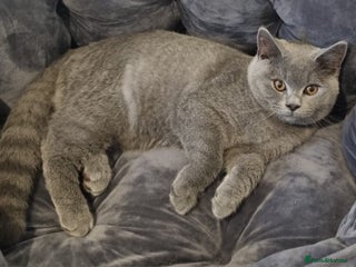 British Shorthair cats - Advert 16