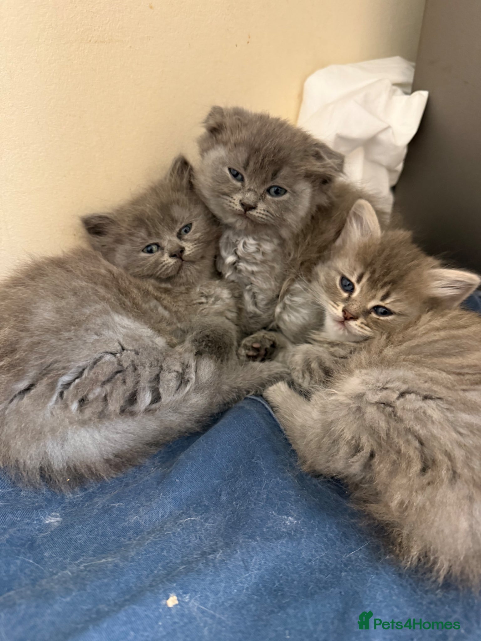 Scottish Fold cats Scottish fluffy kittens, ready for reservation  - Advert 16