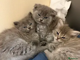 Scottish Fold cats Scottish fluffy kittens, ready for reservation - Advert 16