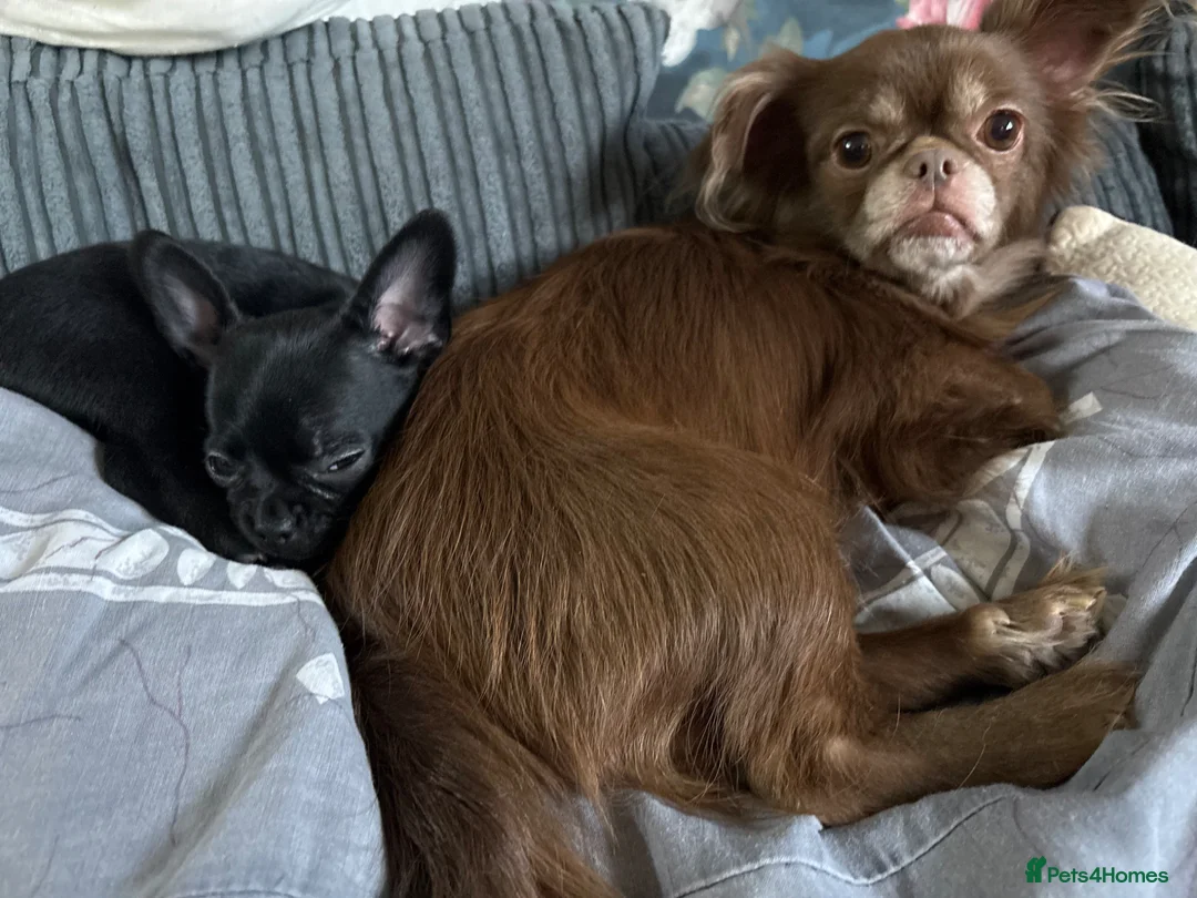 Mixed Breed dogs for sale: Chihuahua x French bulldog puppies - Advert 2