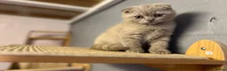 Scottish Fold cats for sale: 🐾Boy Kitten available 🐾 in Hitchin - Advert 12