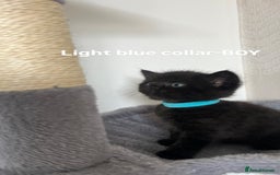 British Shorthair cats for sale: British shorthair black/2point - Image 10