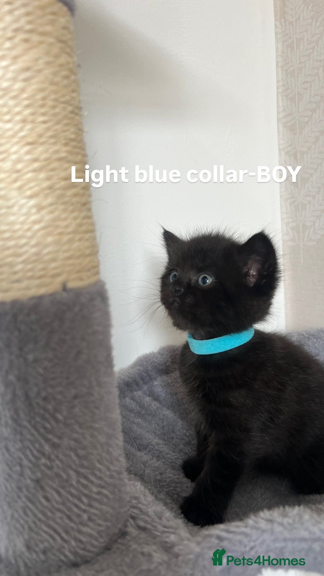 British Shorthair cats for sale: British shorthair black/2point - Image 10