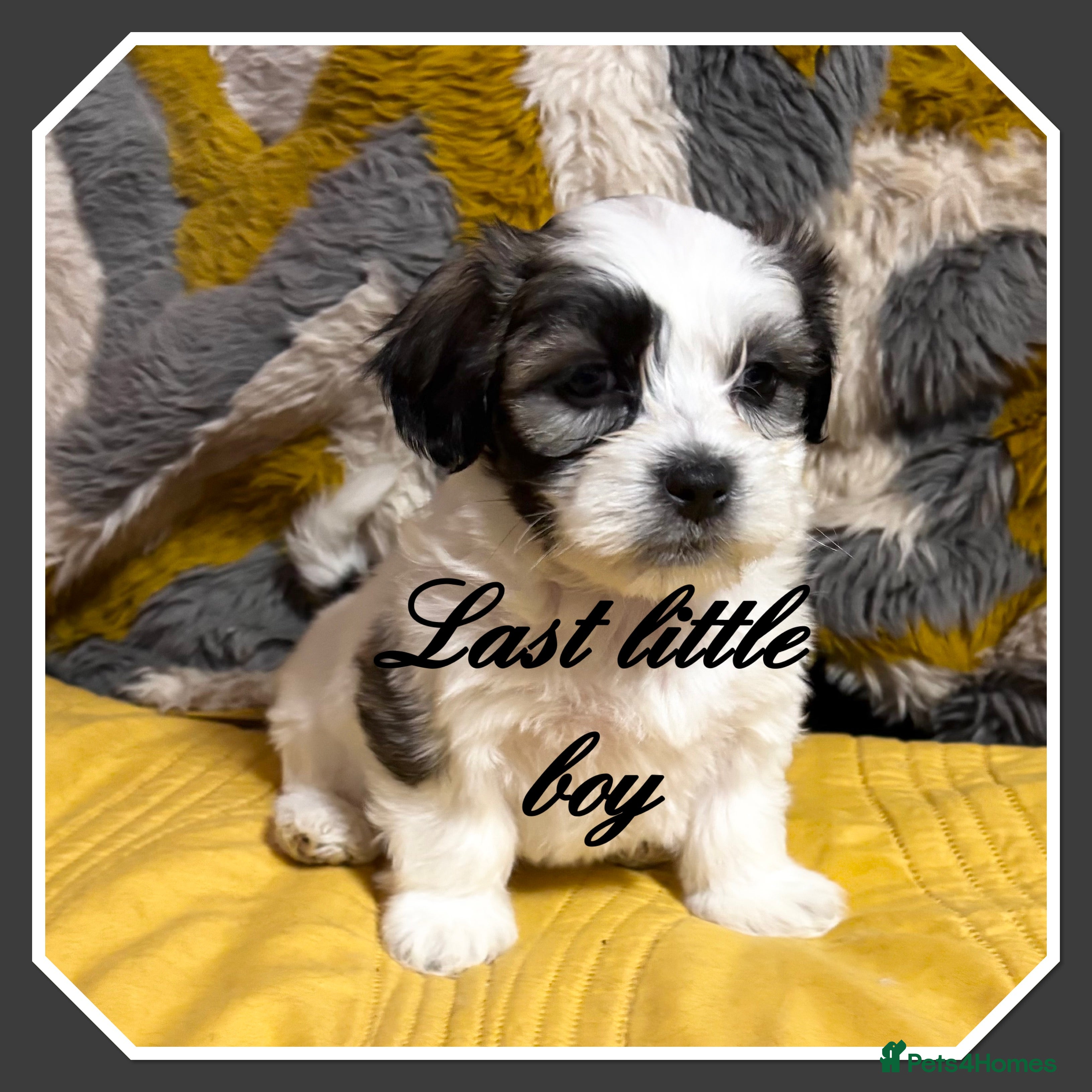 Malshi dogs Gorgeous Malshi girl & boys only 1 left now - Advert 6