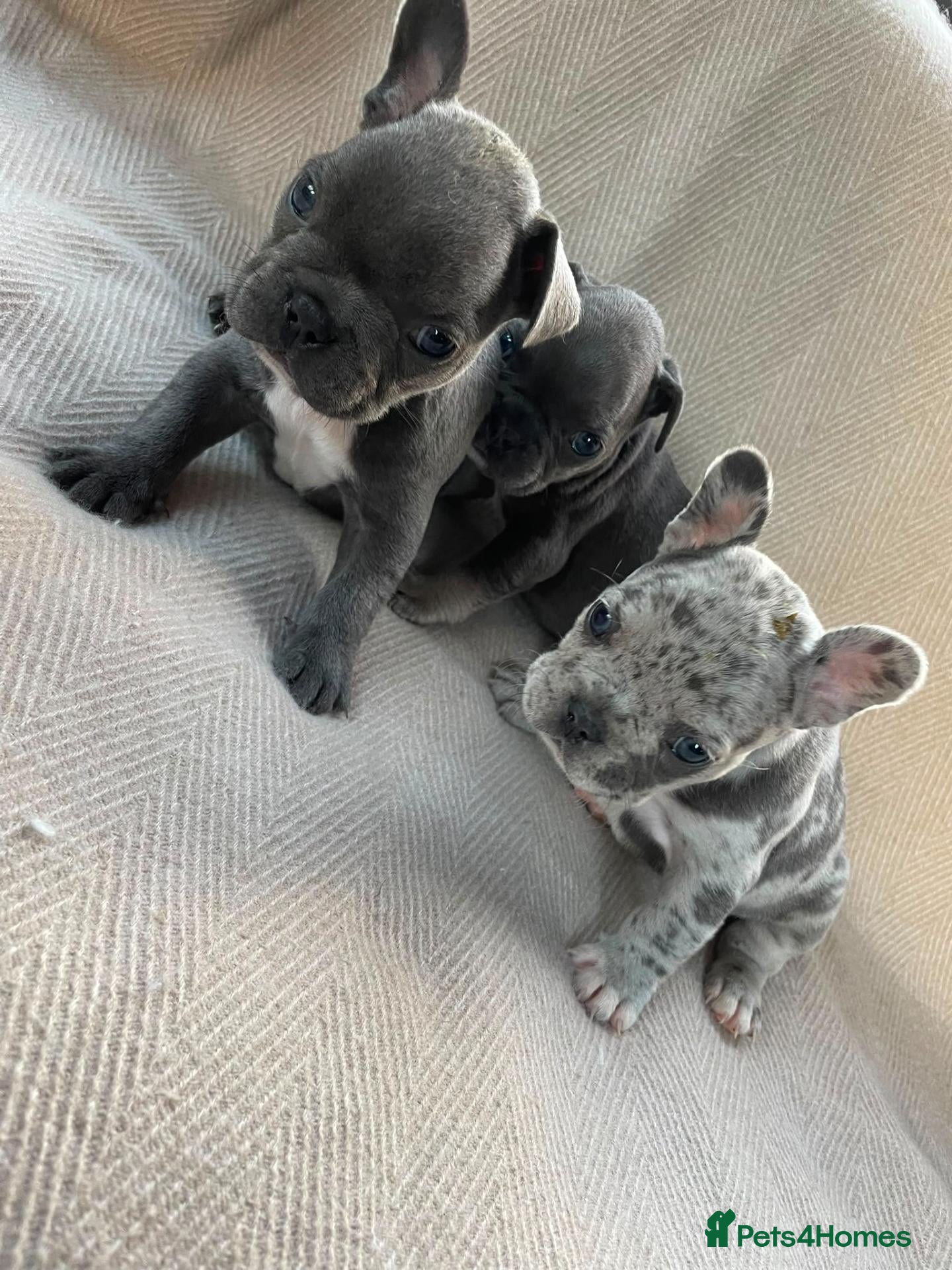French Bulldog dogs French bulldog puppy's  - Advert 13