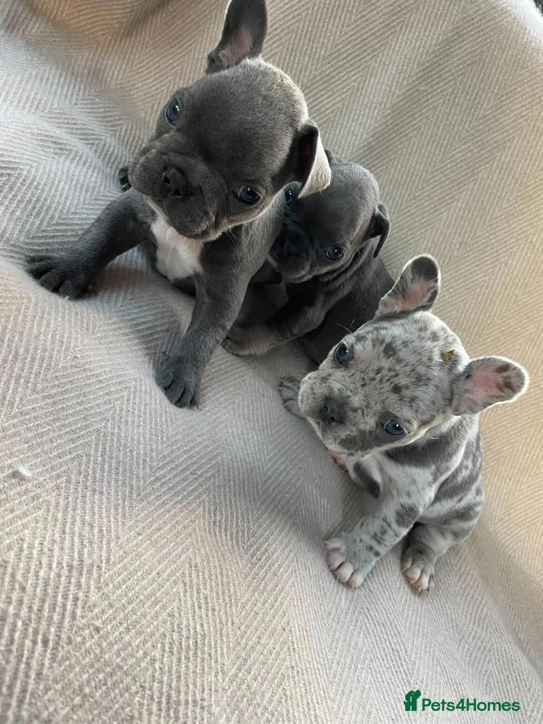 French Bulldog dogs for sale: French bulldog puppy's  - Advert 1