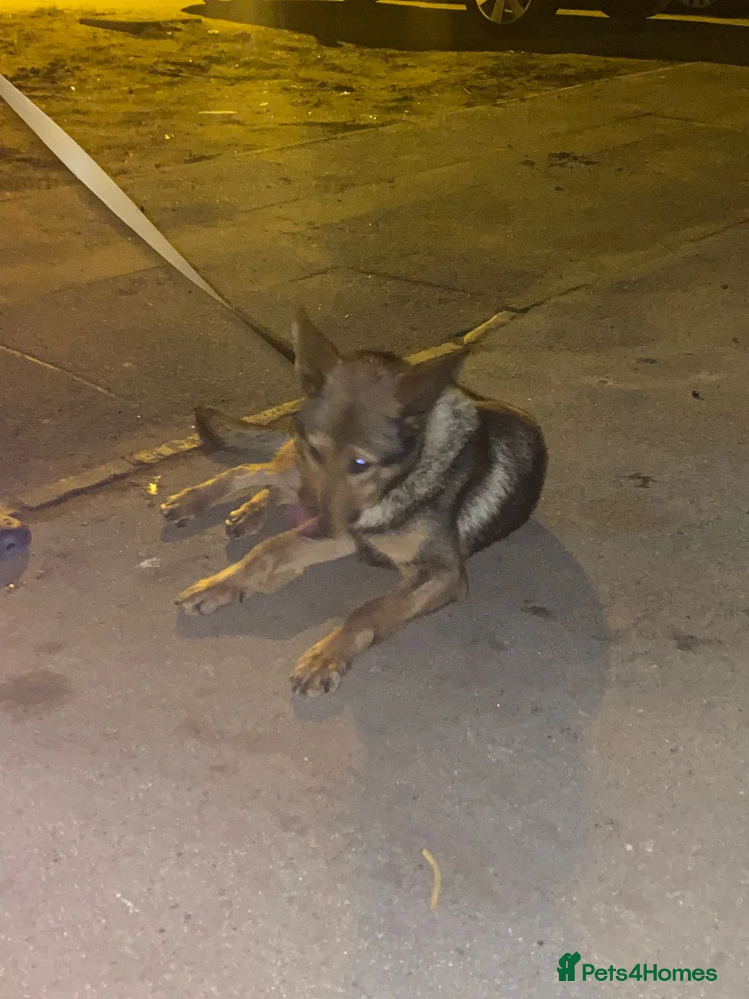 German Shepherd dogs for sale: German shepherd pup in Birmingham - Advert 2