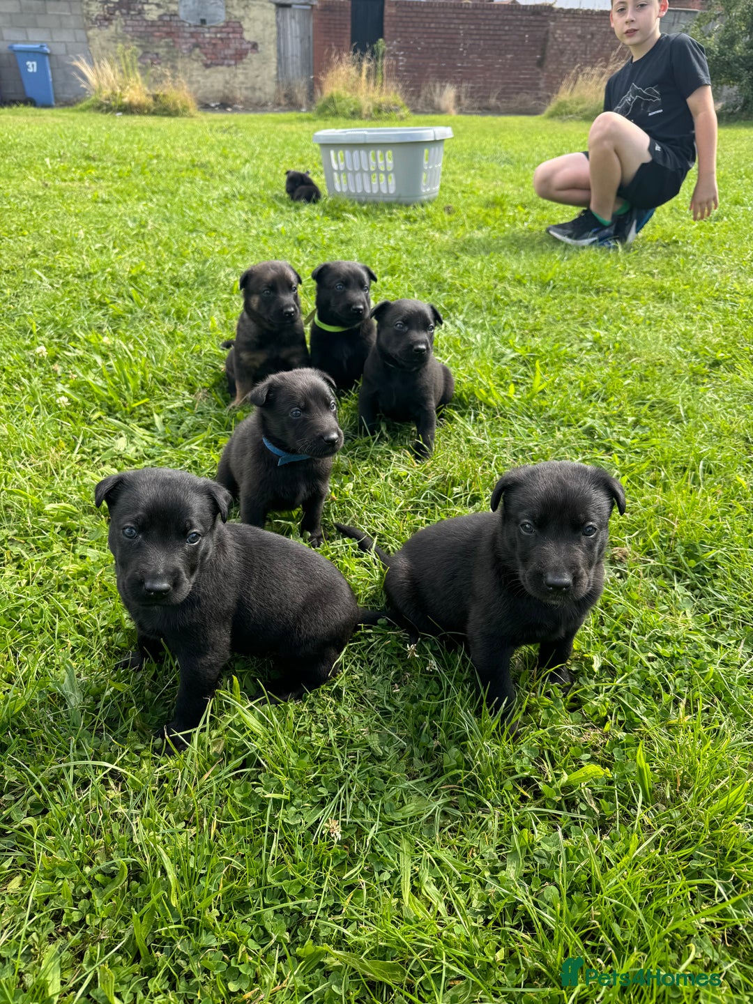 Belgian Shepherd Dog dogs for sale: Belgian Mallinois pups due - Advert 8