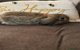 Mini Lop rabbits for sale:  Mini lop boy and girl 9 weeks old  - Image 6
