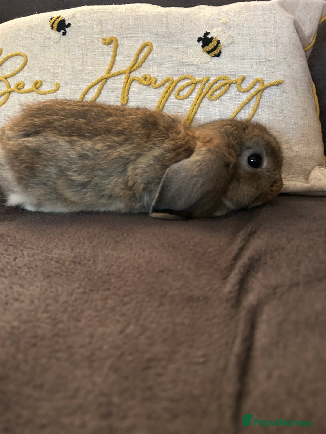 Mini Lop rabbits for sale:  Mini lop boy and girl 9 weeks old  - Image 6