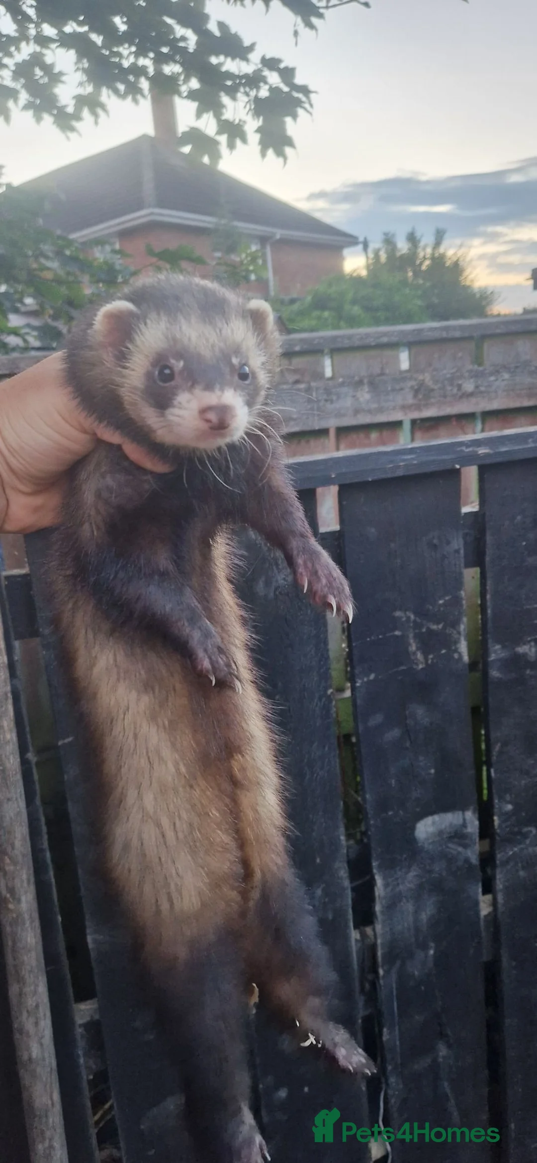 Ferret rodents for sale: Europeian polecat - Advert 1