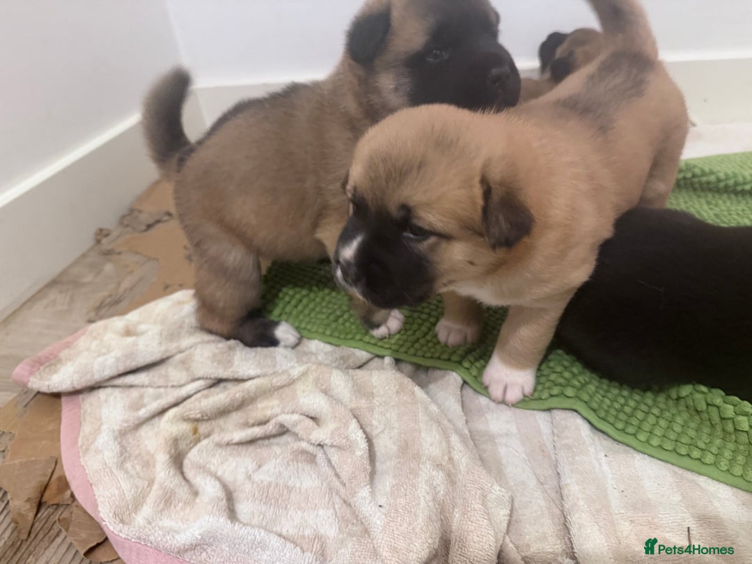 Akita dogs for sale: American Akita puppies - Advert 5