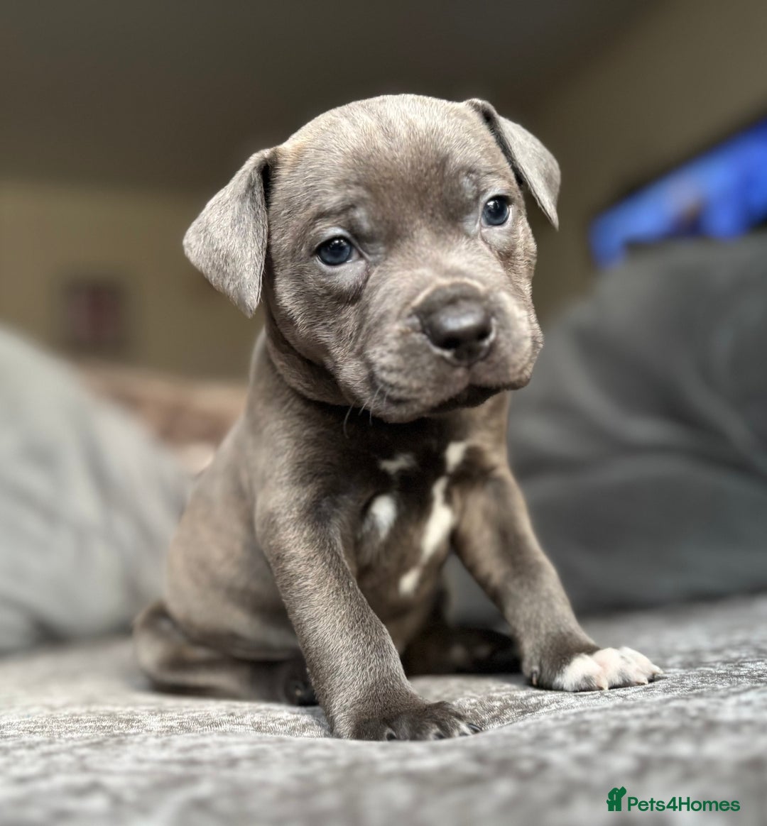 Staffordshire Bull Terrier dogs for sale: Quality Blue Health Tested  - Advert 20