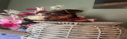 Jack Russell dogs for sale: Wenlock Jack Russells  - Advert 13