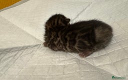 Bengal cats for sale: 💕 Pedigree Rosetted bengal kittens 💕 - Image 7