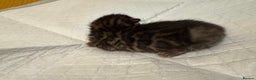 Bengal cats for sale: 💕 Pedigree Rosetted bengal kittens 💕 - Advert 8