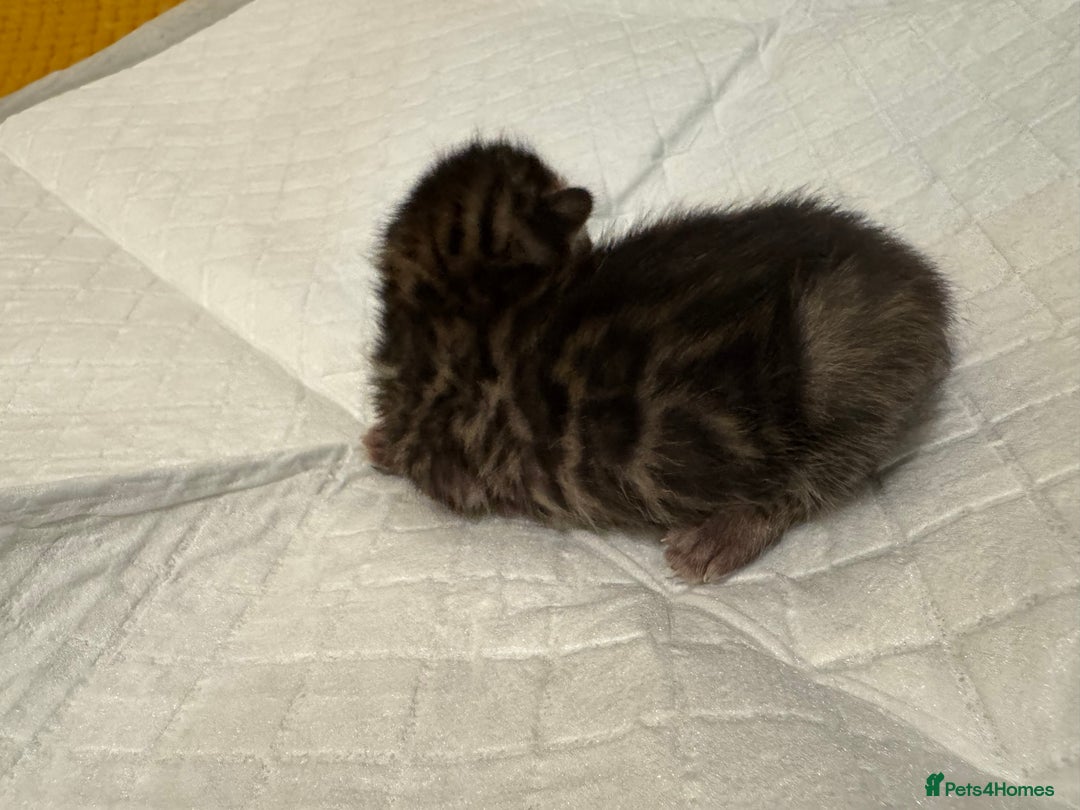 Bengal cats for sale: 💕 Pedigree Rosetted bengal kittens 💕 - Image 7