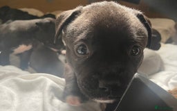 Staffordshire Bull Terrier dogs for sale: Original "Old-Blood" Black/Blue Staff pups *RARE* - Image 7
