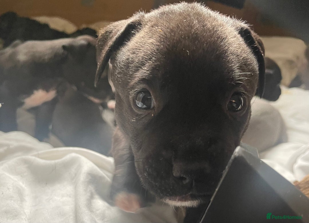 Staffordshire Bull Terrier dogs for sale: Original "Old-Blood" Black/Blue Staff pups *RARE* - Image 7