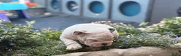 English Bulldog dogs for sale: Rare mini english bulldogs  - Advert 6