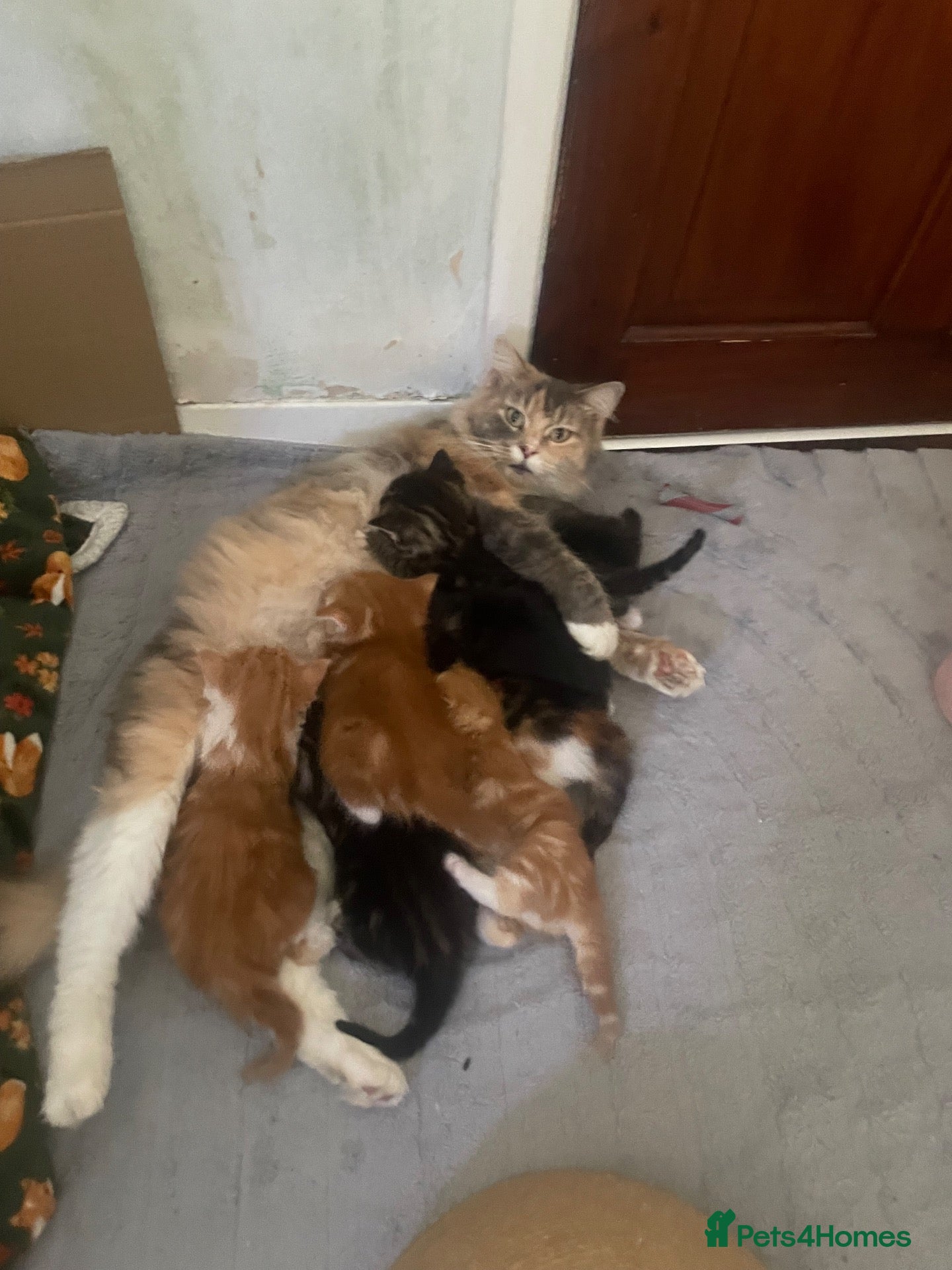 Maine Coon cats Gorgeous Maine coon domestic shorthair mix kittens - Advert 1