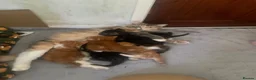 Maine Coon cats for sale: Gorgeous Maine coon domestic shorthair mix kittens - Advert 1
