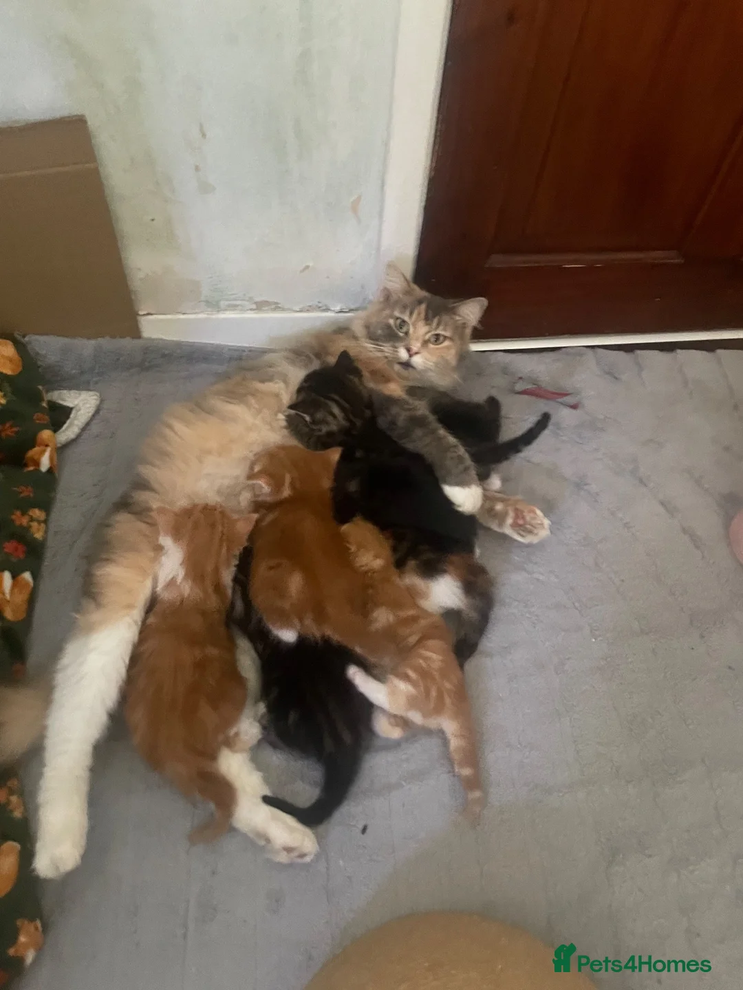 Maine Coon cats for sale: Gorgeous Maine coon domestic shorthair mix kittens - Advert 1