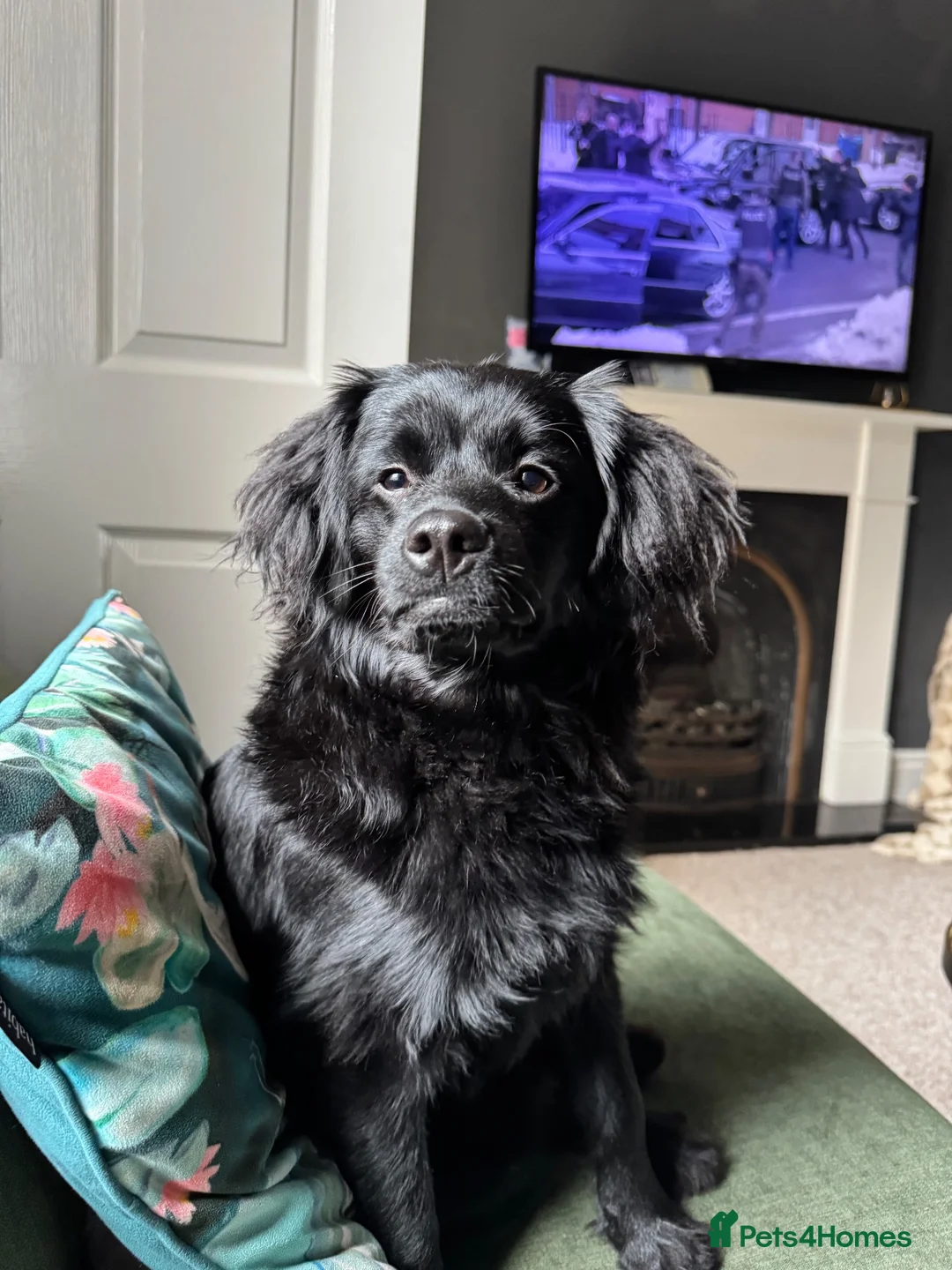 Mixed Breed dogs for sale: Rehoming my pomapoo - Advert 7