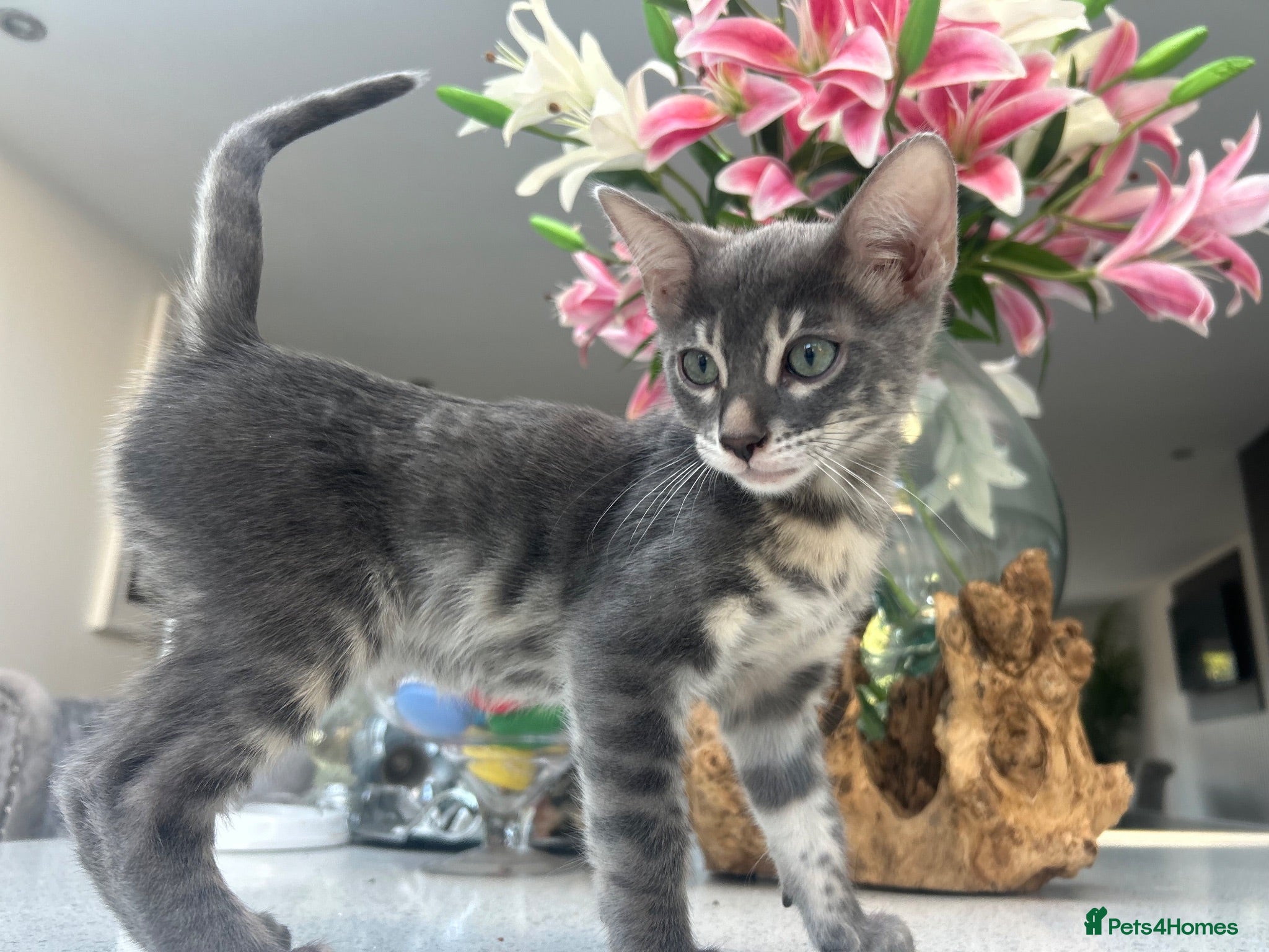 Bengal cats 💙 READY NOW 3 Blue Female TICA Bengal kittens  - Advert 18
