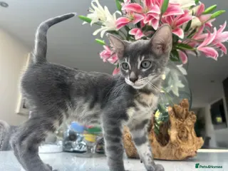 Bengal cats 💙 READY NOW 3 Blue Female TICA Bengal kittens - Advert 15