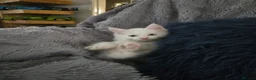 Maine Coon cats for sale: MAINE COON kitten - Advert 1