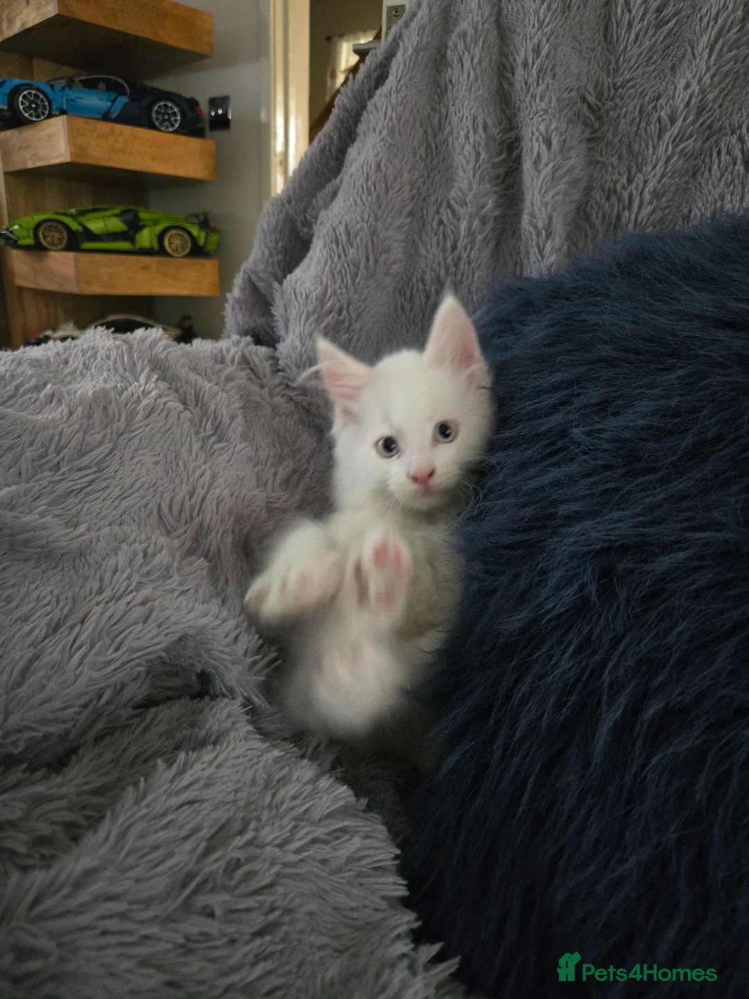 Maine Coon cats for sale: MAINE COON kitten - Advert 1