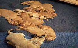 Labrador Retriever dogs for sale: Smart Labrador Retrievers For Sale - Image 1