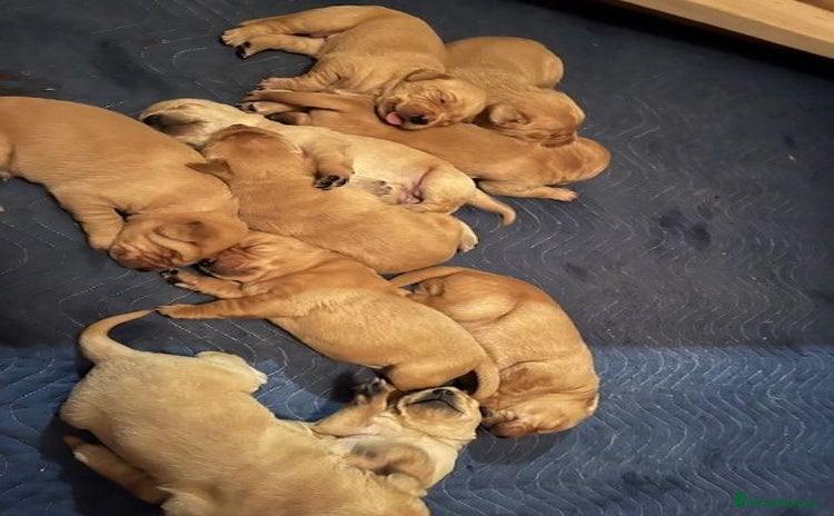 Labrador Retriever dogs - Advert 8