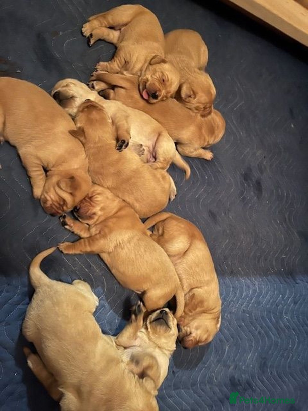 Labrador Retriever dogs for sale: Smart Labrador Retrievers For Sale - Image 1