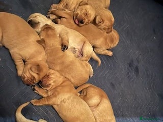 Labrador Retriever dogs - Advert 18
