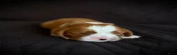 Cavalier King Charles Spaniel dogs for sale: Pedigree KC registered Cavalier Pupies - Advert 16