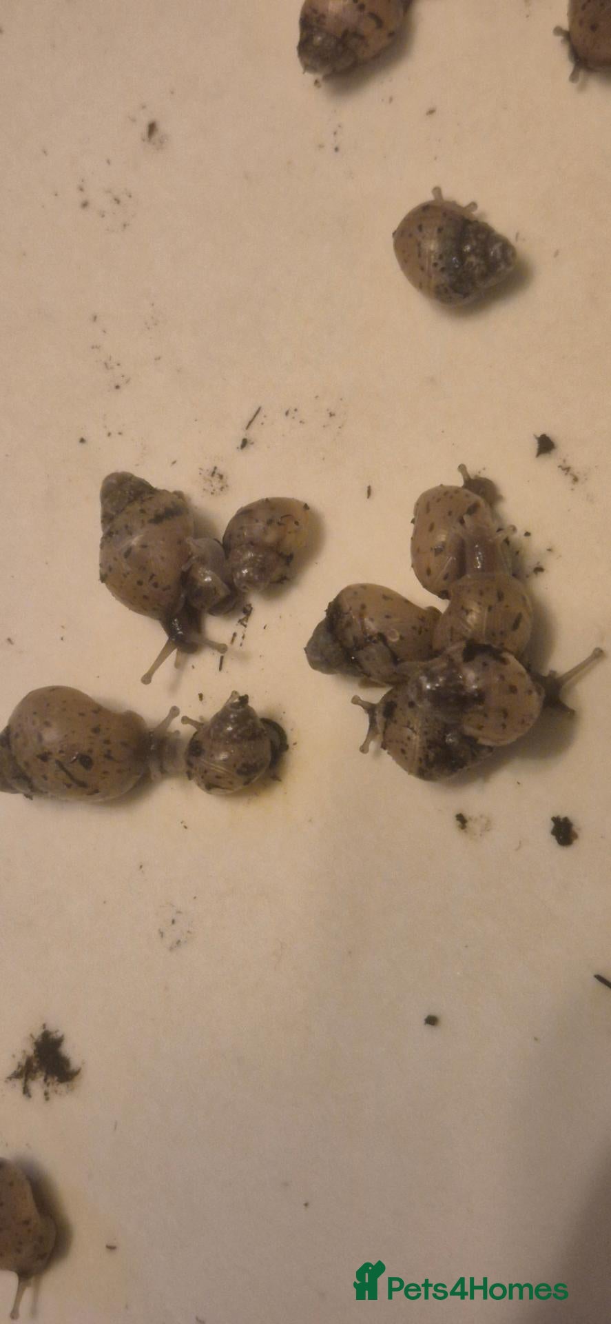 Snails invertebrates African land snails.  - Advert 4