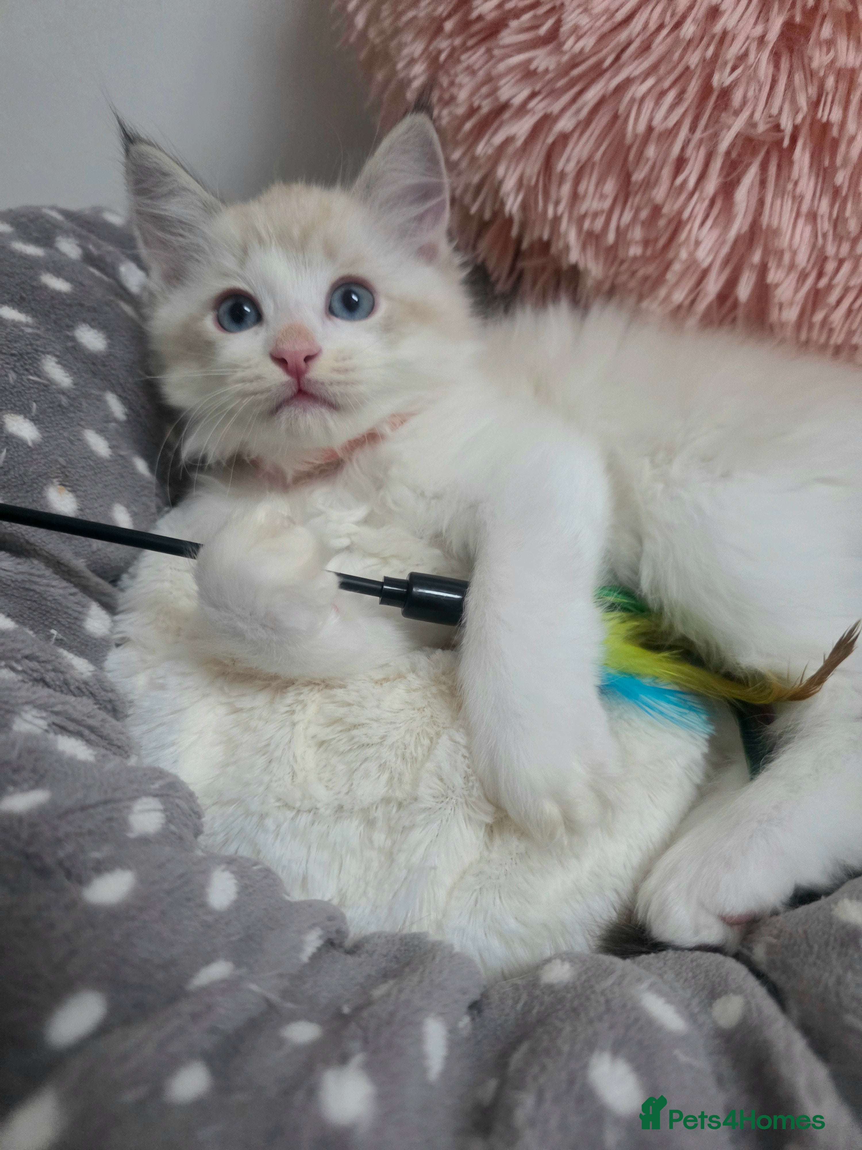 Ragdoll cats Beautiful GCCF Registered kittens - Advert 5