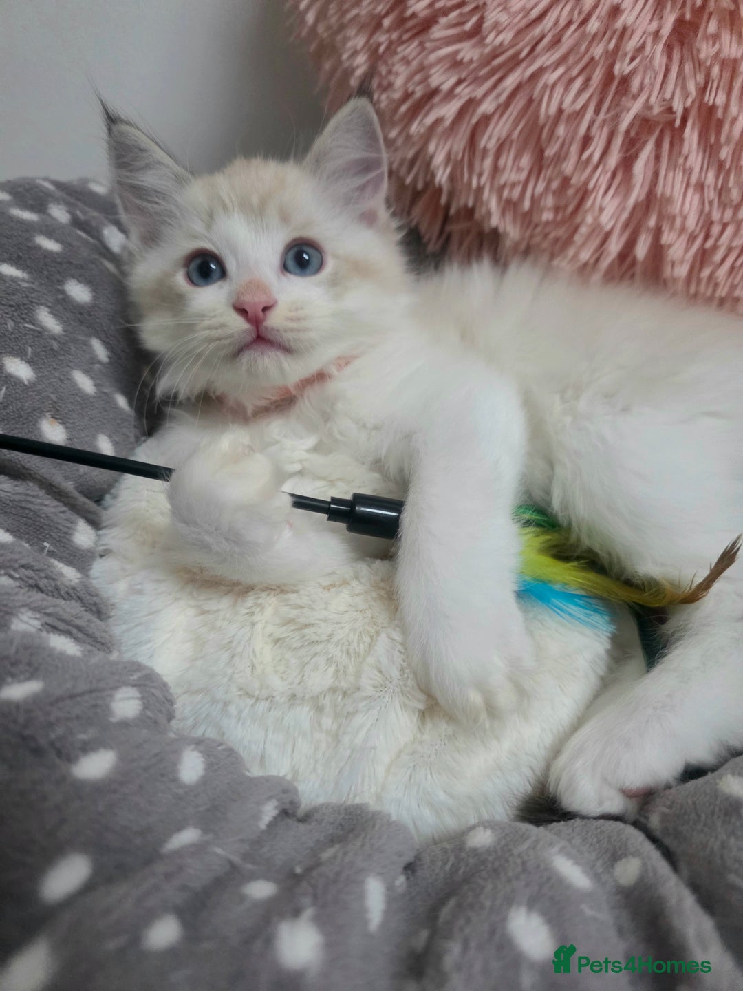 Ragdoll cats for sale: Beautiful GCCF Registered kittens - Advert 10