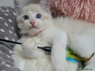 Ragdoll cats Beautiful GCCF Registered kittens - Advert 4