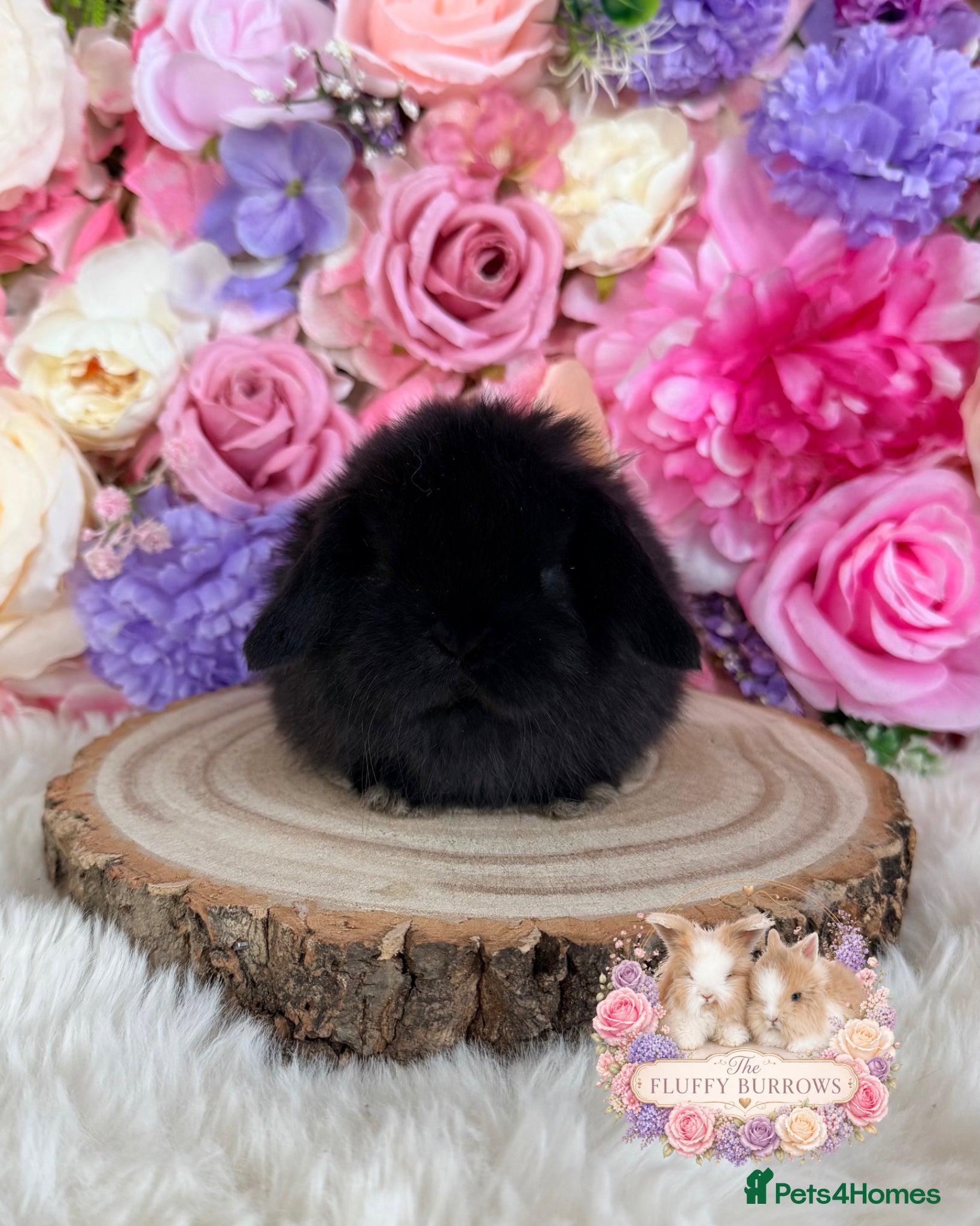 Mini Lop rabbits 🌸 VACCINATED MINI LOPS 🌸 xxx - Advert 7